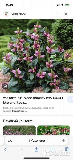 Многолетники