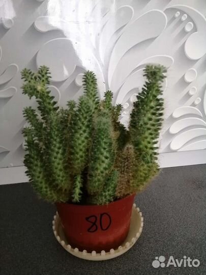 Кактусы, фикус