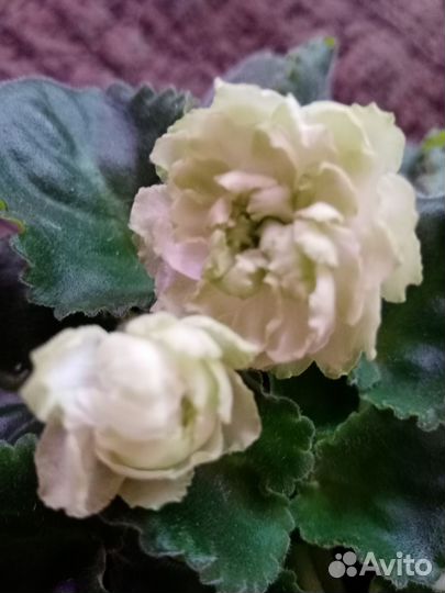 Фиалки сортовые