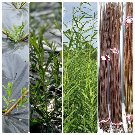 Ивовый прут