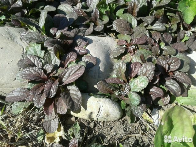 Уличные растения