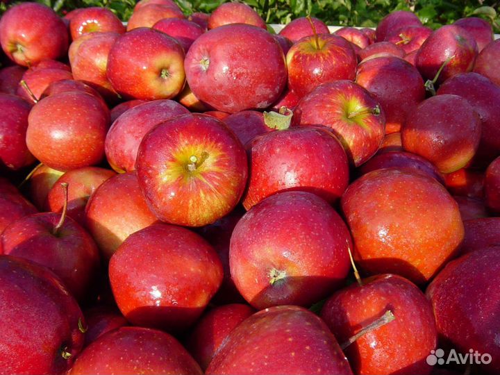 Яблоня летняя Ред Фри