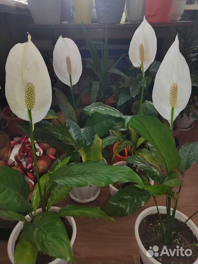 Спатифиллум