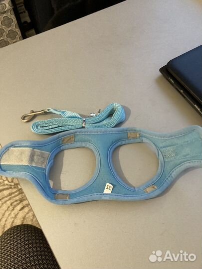 Шлейка для котят