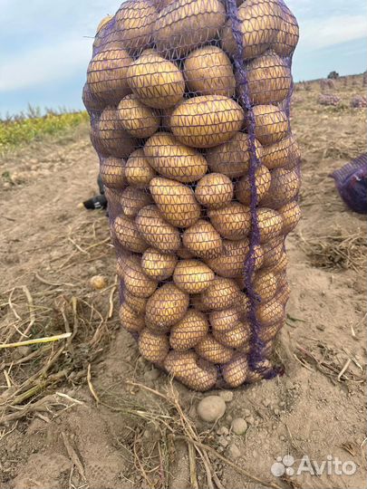 Семена (гала; аризона) оптом