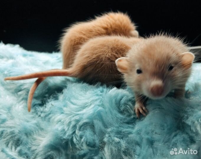 Крысята дамбо Марбл