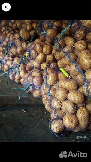 Картофель Аризона от производителя.не склад