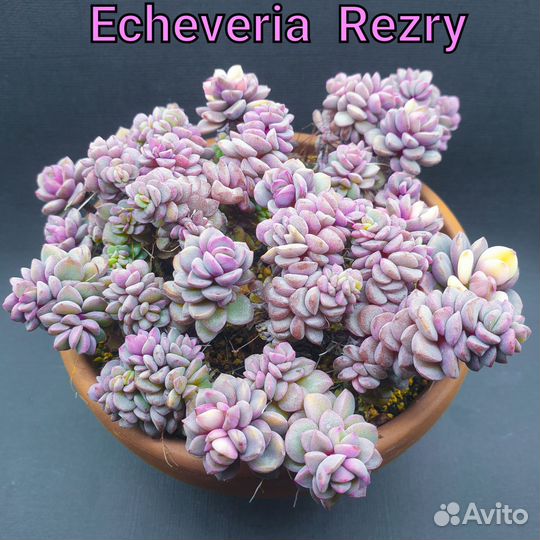 Эхеверия Шавиана Трюфельная