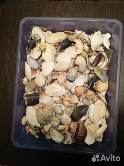 Ракушки, раковины, камни морские