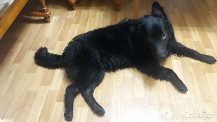 Отдам собаку В добрые руки