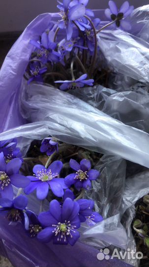 Печёночница белая и голубая на посадку