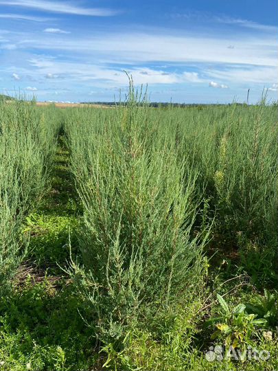 Можжевельник Блю Эрроу