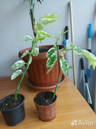 Педилантус титимолоидный