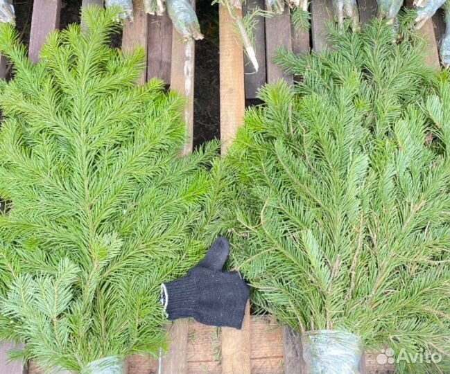 Пихтовая лапка