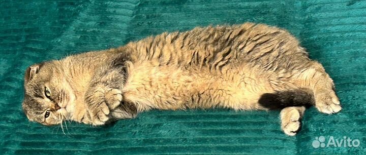 Кошки вислоухие