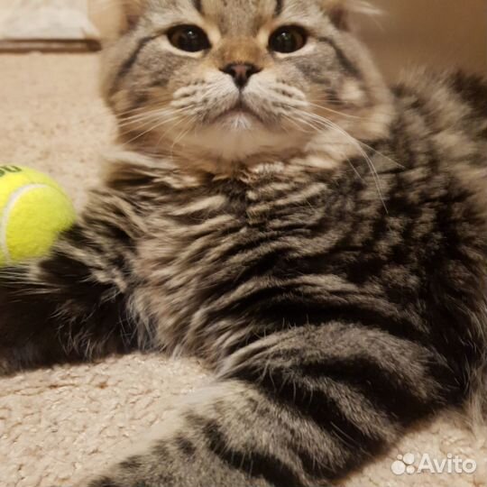 Кошки