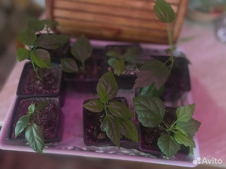 Комнатные цветы гибискус