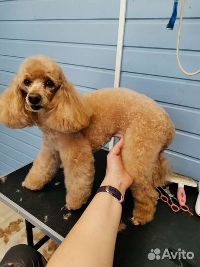 Стрижка собак \Груминг(возможен выезд)