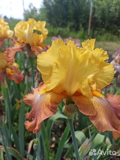 Ирисы бородатые