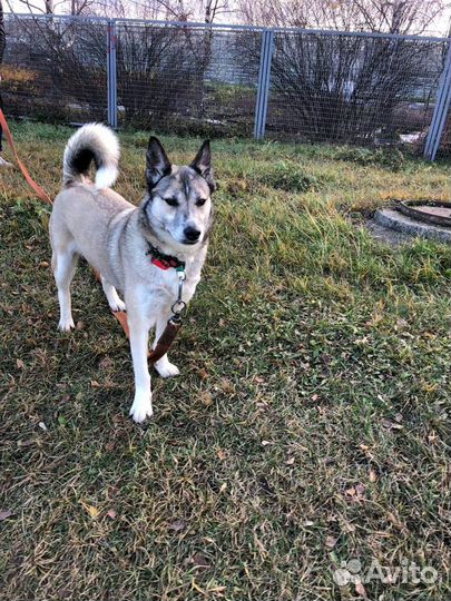 Лайка из приюта ищет дом