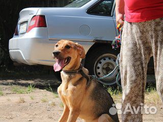 Ищет дом великолепный пес Анвар