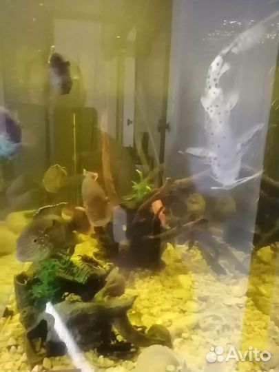 Аквариум