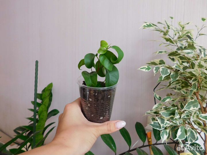 Фикус сансевиерия сциндапусус традесканция