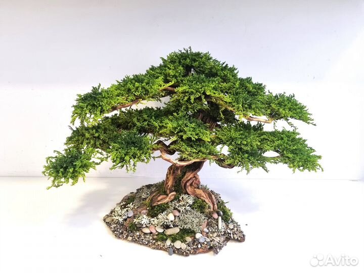 Декоративное дерево Бонсай Кедр Ливанский 50*33*33