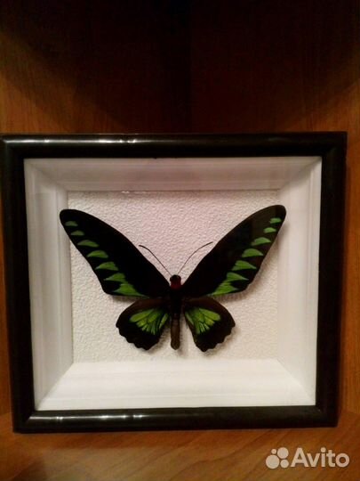 Коллекция бабочек