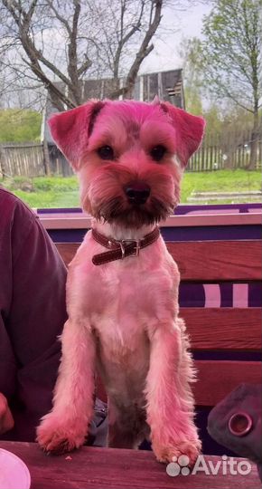 Случка собак