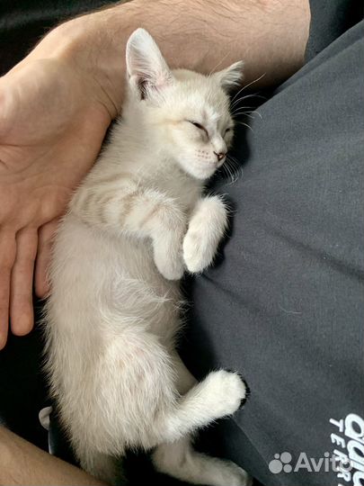 Котенок девочка бесплатно