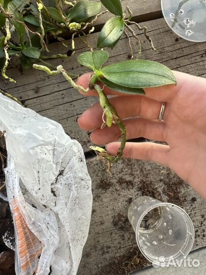 Орхидея детка