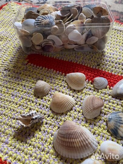 Ракушки морские