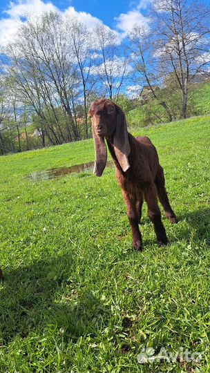 Нубийские козы камори козлики