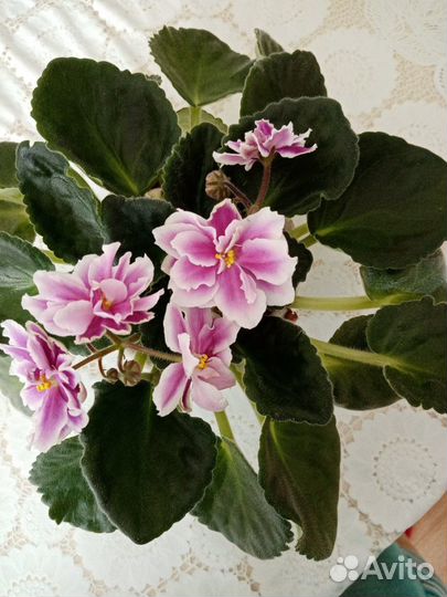 Фиалки продажа