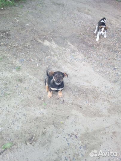 Щенки дворняжки