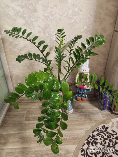 Замиокулькас