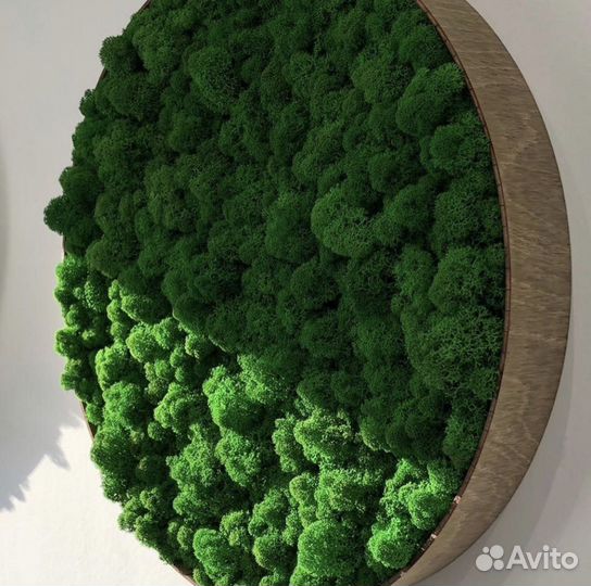 Стабилизированный мох.Панель из мха 60 см