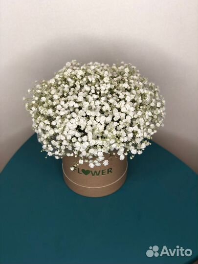 Гипсофила в коробке
