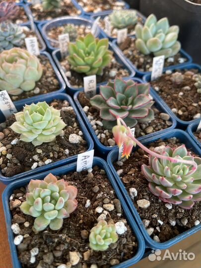 Эхеверия разные сорта