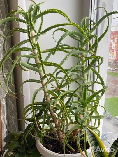 Алоэ лечебный