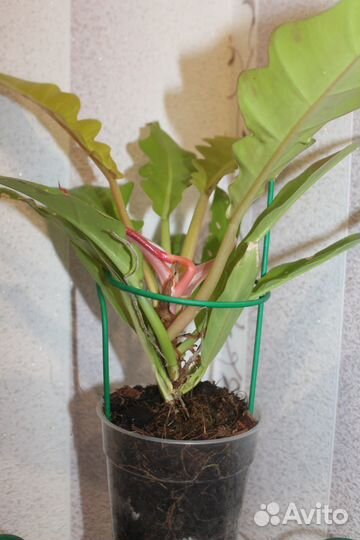 Опора для цветов