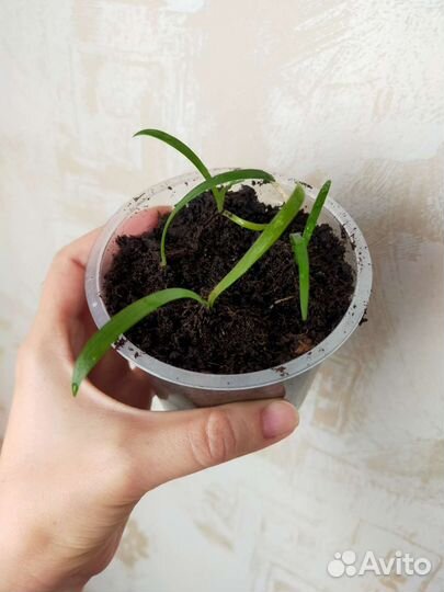 Гиппеаструм