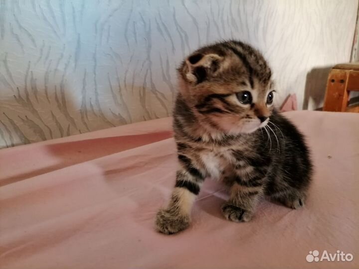 Продам вислоухого и остоухого котёнка