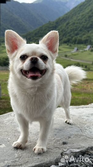 Вязка кобель чихуахуа