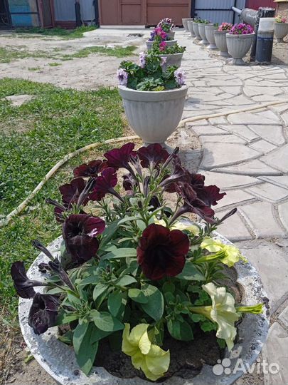 Вазоны для цветов из бетона