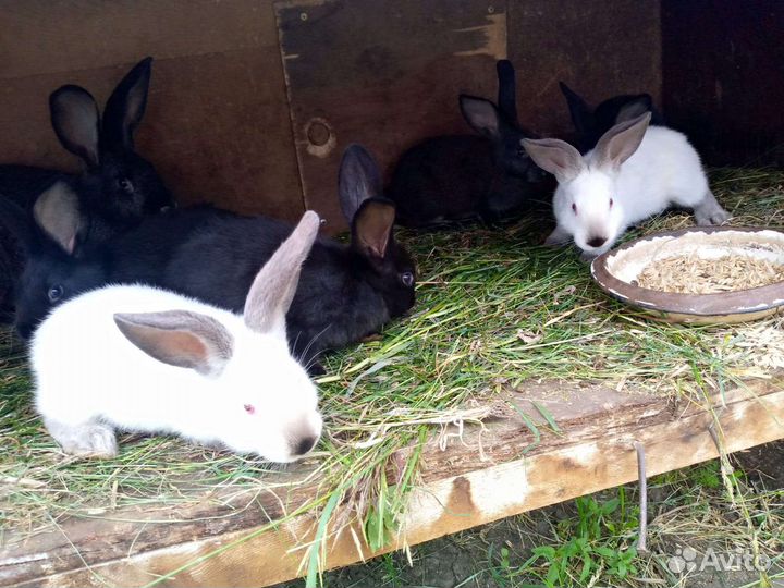 Крольчата