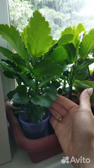 Каланхоэ жёлтое комнатное растение