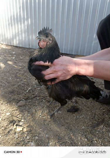 Молодые петушки