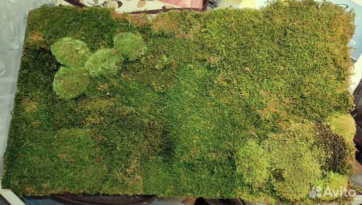 Стабилизированный мох